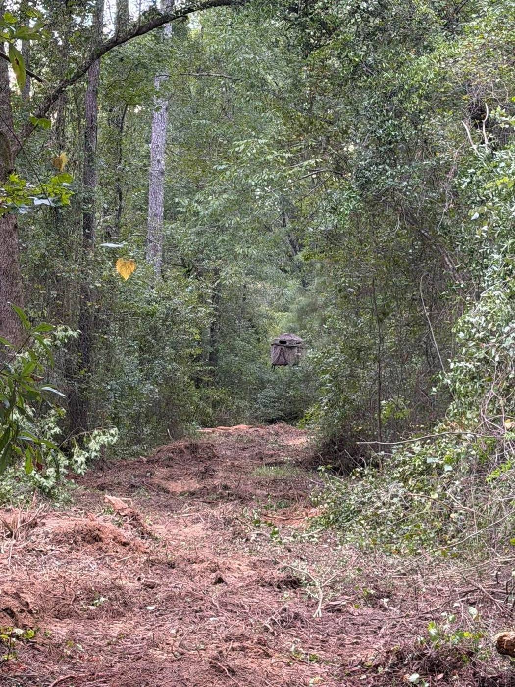 Cleared wooded trail opened up through overgrown property
