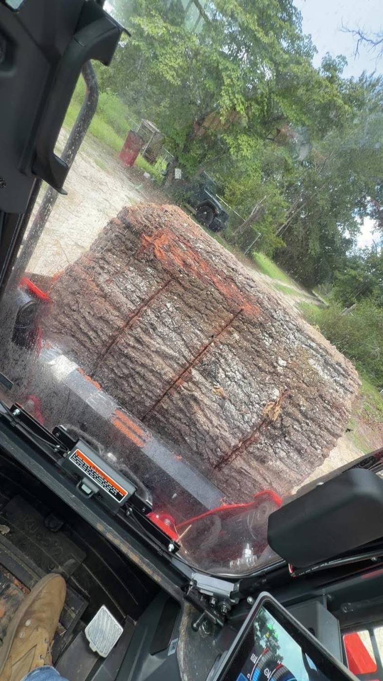 Large felled tree log being handled from inside land clearing equipment