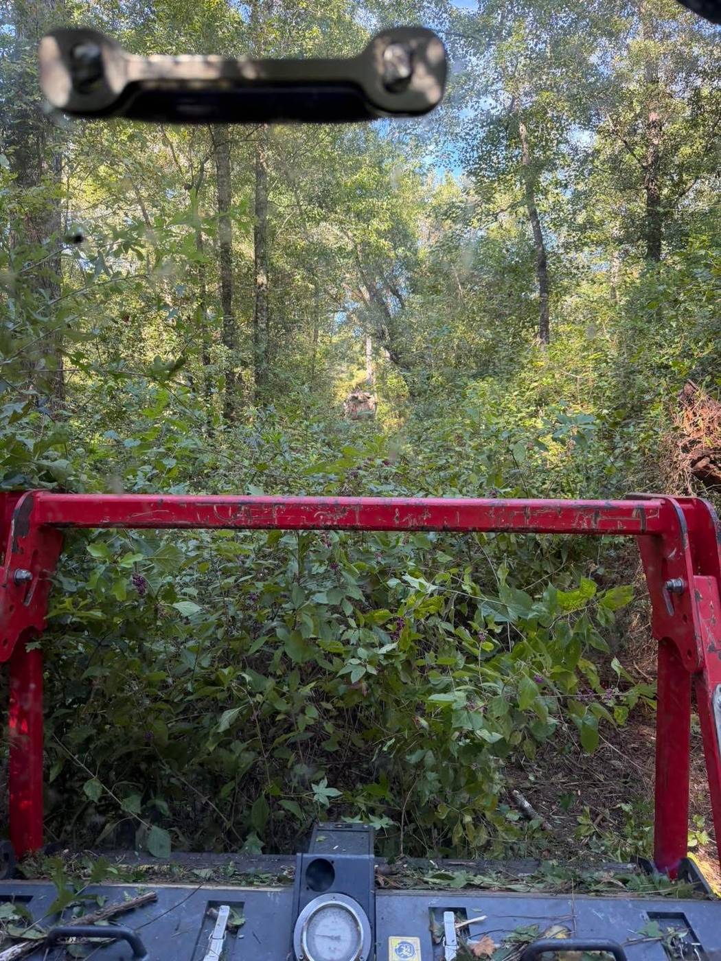 Thick overgrown underbrush on a wooded property