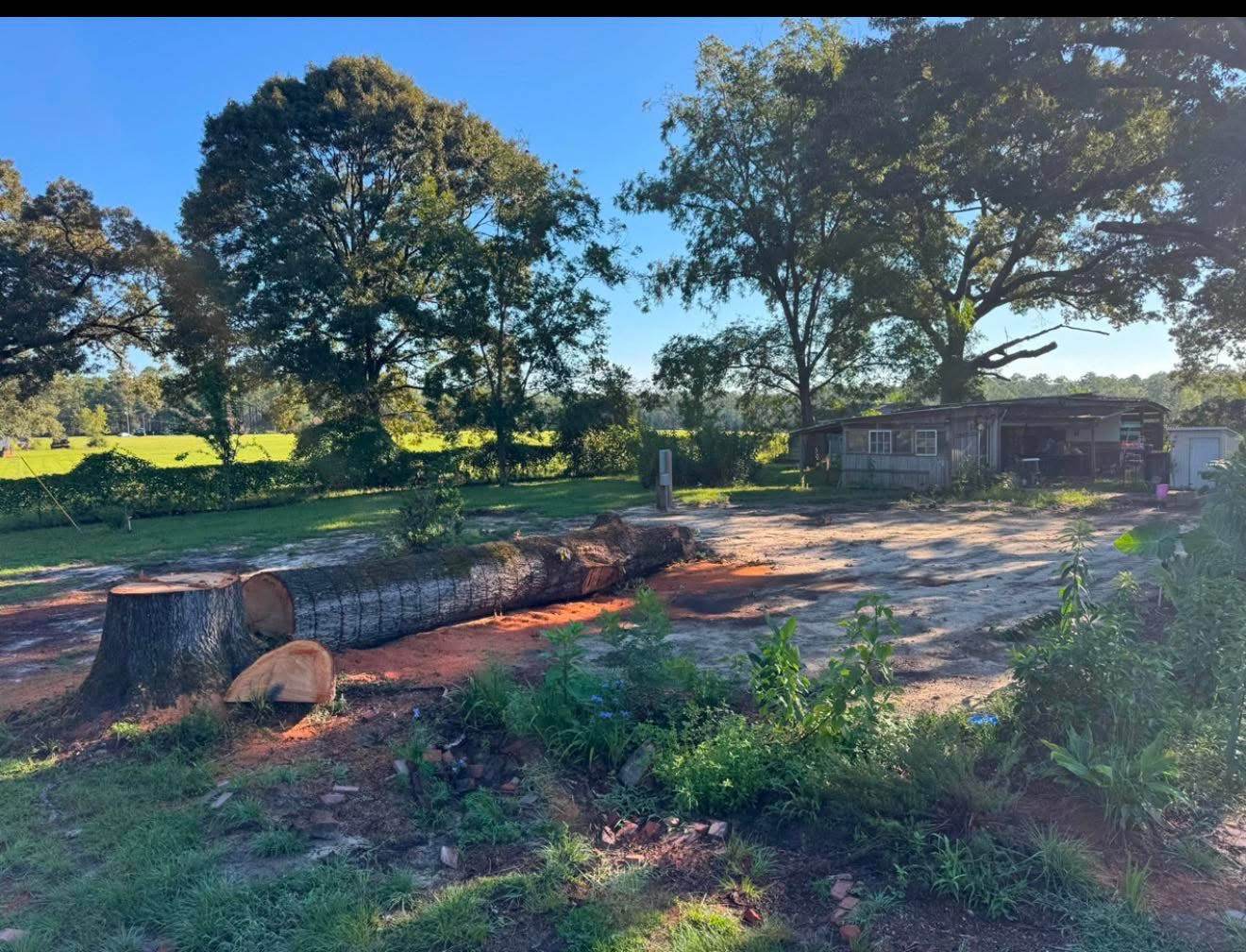 Freshly cleared property with a large felled tree and stump in Jackson County, Florida